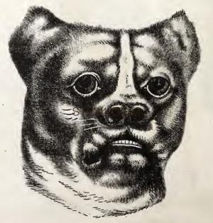 ANIMAL_0214